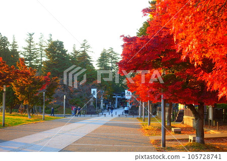 Matsugasaki Park Autumn leaves Yellow leaves 105728741