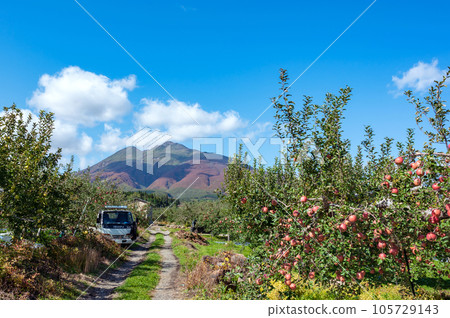 [Aomori Prefecture Hirosaki City apple] Iwakiyama Aizu Tsugaru autumn, apple garden is being harvested 105729143