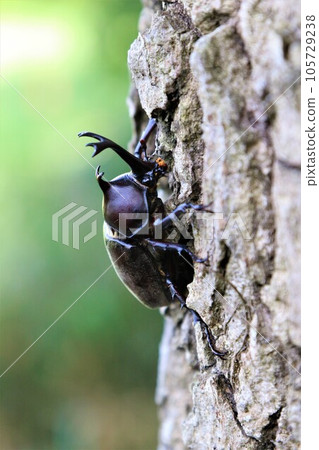 A male rhinoceros beetle that lives in a thicket of trees in Aigo no Sato, Hatoyama Town, which is famous for its intense summer heat. A male rhinoceros beetle that lives in a thicket of trees in Aigo no Sato, Hatoyama Town, which is famous for its intense summer heat. 105729238