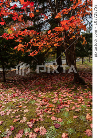 The red-tinted Hawkswacker maple The red-tinted Hawkswacker maple 105729758
