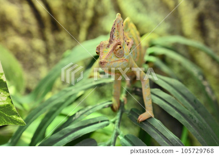 Veiled Chameleon (Chameleon) 105729768