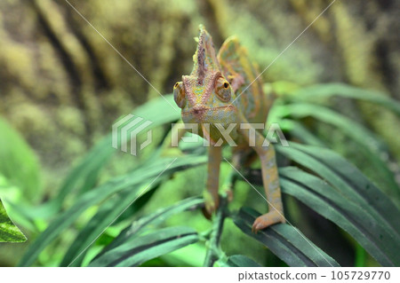 蒙面變色龍(變色龍) 蒙面變色龍(變色龍) 105729770