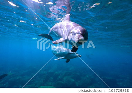 父母和孩子海豚在藍色的大海裡游泳 105729818