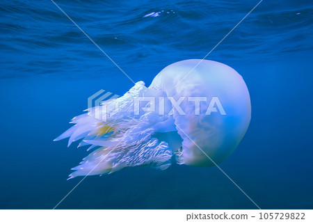 水下游泳的水母_Sunairo jellyfish 105729822