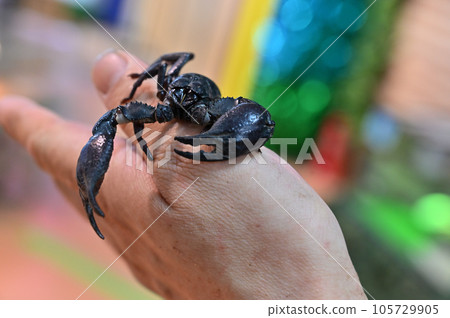 Chinese forest scorpion on hand Asian forest scorpion Chinese forest scorpion on hand Asian forest scorpion 105729905