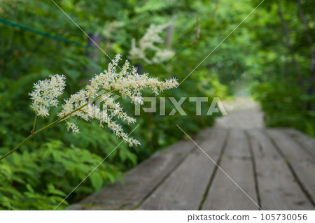 長野縣屋島原沼澤/霧峰高原木路模糊複製空間上盛開的大麗花之花 長野縣屋島原沼澤/霧峰高原木路模糊複製空間上盛開的大麗花之花 105730056