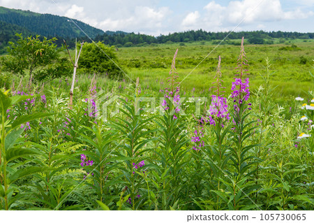 Pink willow herb blooming in Yashimagahara Marsh / Kirigamine Plateau, Nagano Prefecture Pink willow herb blooming in Yashimagahara Marsh / Kirigamine Plateau, Nagano Prefecture 105730065