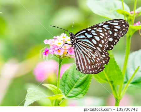 美麗的蝴蝶吸著花蜜琉球栗子虎 美麗的蝴蝶吸著花蜜琉球栗子虎 105730748