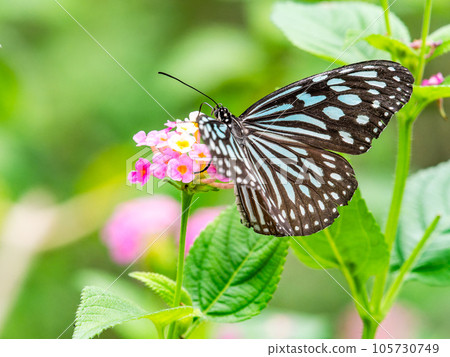 美麗的蝴蝶吸著花蜜琉球栗子虎 105730749