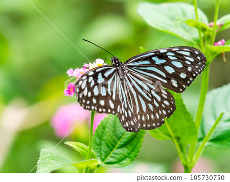 美麗的蝴蝶吸著花蜜琉球栗子虎 105730750