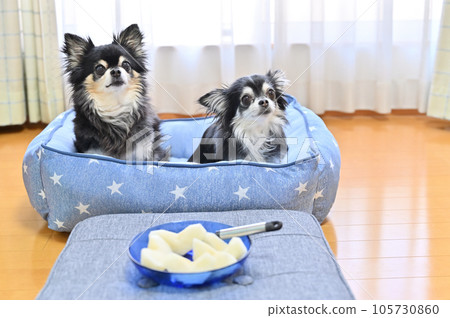 Two chihuahuas sitting in front of a pear and making eye contact with their owner 105730860