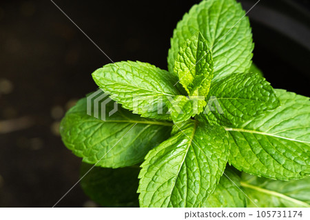 薄荷葉 薄荷葉 105731174