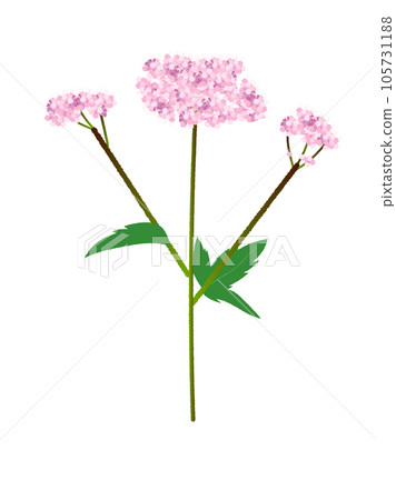 Illustration of Fujibakama flower, the seven herbs of autumn 105731188