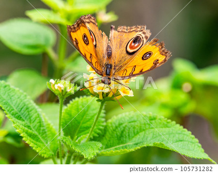Beautiful butterflies sucking nectar 105731282