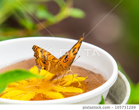 美麗的蝴蝶吸著花蜜 105731289