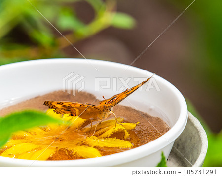 美麗的蝴蝶吸著花蜜 105731291