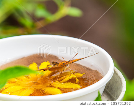 美麗的蝴蝶吸著花蜜 105731292