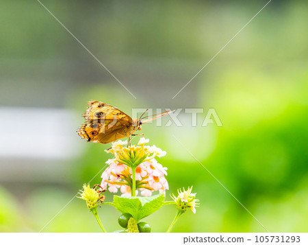 美麗的蝴蝶吸著花蜜 105731293