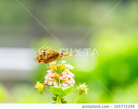美麗的蝴蝶吸著花蜜 105731294