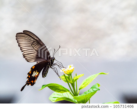 Beautiful butterfly sucking nectar Musk swallowtail Beautiful butterfly sucking nectar Musk swallowtail 105731406
