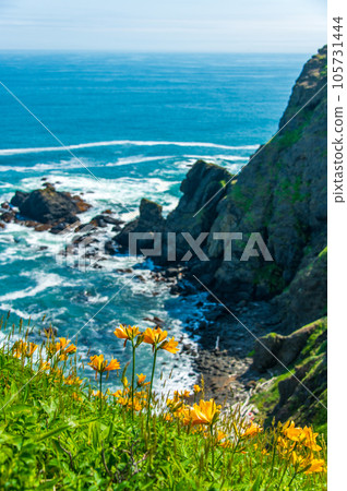 初夏的北海道襟裳岬，鮮花盛開 105731444