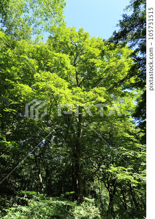 A large tree in the mountains that grows lush in midsummer Tochinoki A large tree in the mountains that grows lush in midsummer Tochinoki 105731515