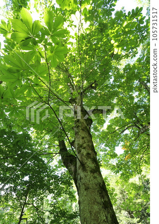 A large tree in the mountains that grows lush in midsummer Tochinoki 105731517