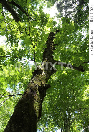 A large tree in the mountains that grows lush in midsummer Tochinoki 105731523