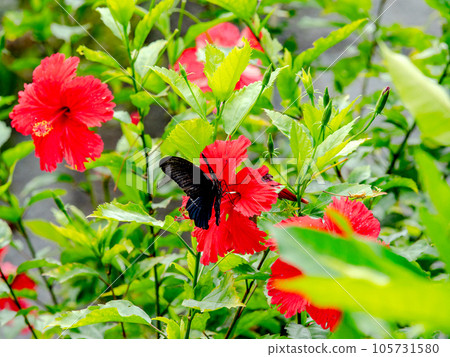 黑色燕尾蝴蝶與紅色木槿形成鮮明對比 105731580