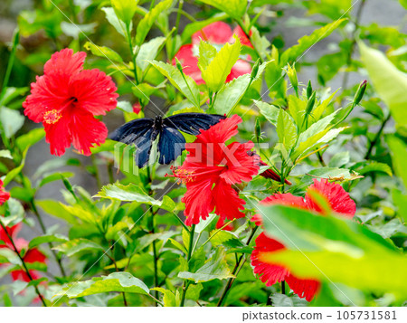 黑色燕尾蝴蝶與紅色木槿形成鮮明對比 105731581