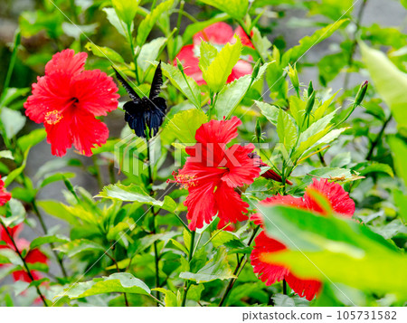 黑色燕尾蝴蝶與紅色木槿形成鮮明對比 105731582