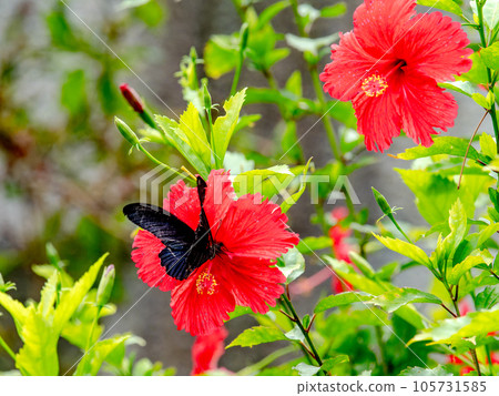 黑色燕尾蝴蝶與紅色木槿形成鮮明對比 105731585