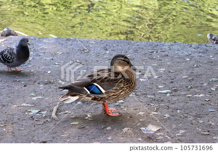 wild mallard duck on the river bank and dove in the background wild mallard duck on the river bank and dove in the background 105731696