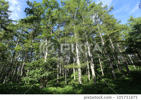 A large larch tree towering over the highlands in summer 105731875
