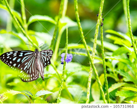 Beautiful butterflies sucking nectar Ryukyu chestnut tiger Beautiful butterflies sucking nectar Ryukyu chestnut tiger 105731968