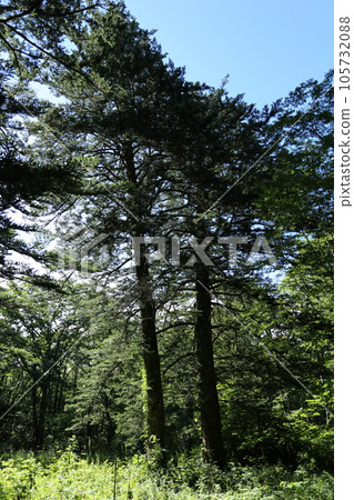 A white fir towering over the highland in summer 105732088