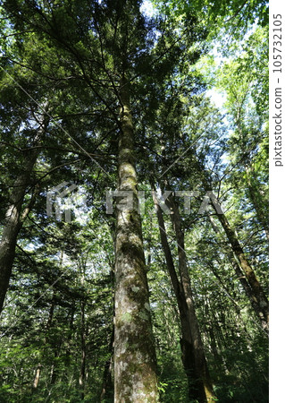 A white fir towering over the highland in summer 105732105