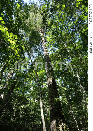 A white fir towering over the highland in summer 105732106