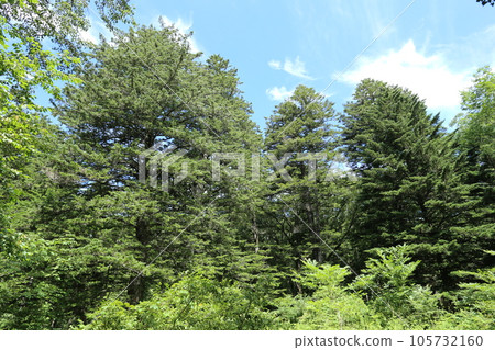 A white fir towering over the highland in summer 105732160