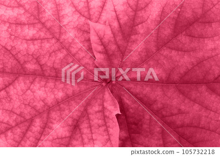 Maple pink or viva magenta leaves close-up. Natural background. Horizontal and vertical. Copy space Maple pink or viva magenta leaves close-up. Natural background. Horizontal and vertical. Copy space 105732218