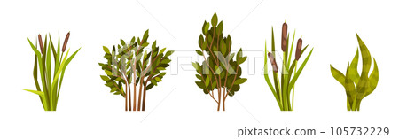 Green Bush with Leafy Stem as Outdoor Growth Vector Set Green Bush with Leafy Stem as Outdoor Growth Vector Set 105732229