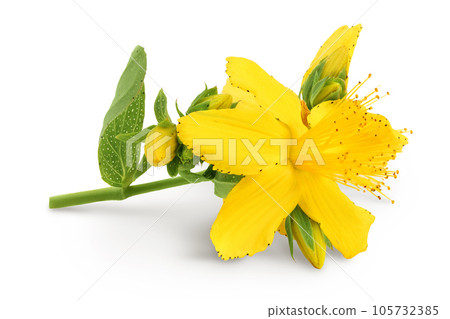 saint john's wort or Hypericum flowers isolated on white background 105732385
