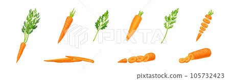 Carrot as Orange Root Vegetable Whole and Sliced Vector Set Carrot as Orange Root Vegetable Whole and Sliced Vector Set 105732423