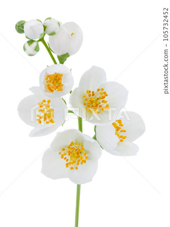 Jasmine flowers isolated on white background with full depth of field 105732452