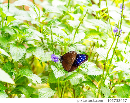 Beautiful butterflies sucking nectar Tsumamurasaki tiger Beautiful butterflies sucking nectar Tsumamurasaki tiger 105732457