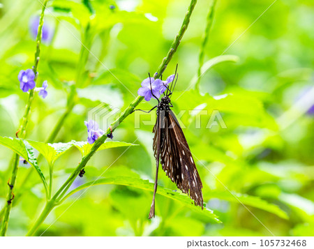 Beautiful butterflies sucking nectar Tsumamurasaki tiger Beautiful butterflies sucking nectar Tsumamurasaki tiger 105732468