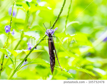 美麗的蝴蝶吮吸花蜜妻紫虎 105732478