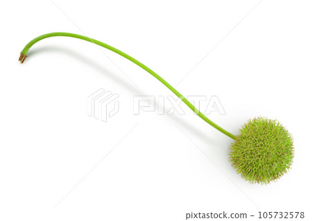 fruit of sycamore plane tree isolated on white bacground. Top view. Flat lay fruit of sycamore plane tree isolated on white bacground. Top view. Flat lay 105732578