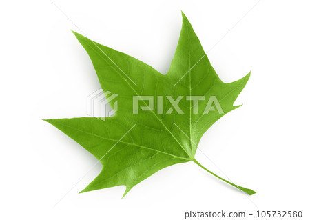 Platanus tree, sycamore leave isolated on white background. Top view. Flat lay Platanus tree, sycamore leave isolated on white background. Top view. Flat lay 105732580
