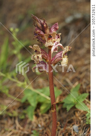 Closeup on a parasitic Thyme Broomrape , Orobanche alba, in the Austrian alps Closeup on a parasitic Thyme Broomrape , Orobanche alba, in the Austrian alps 105732611